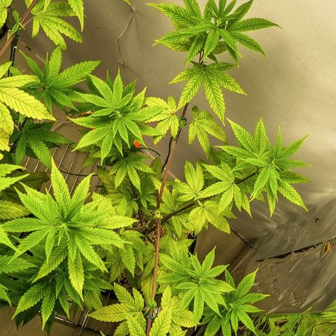 Tropicanna Banana growlog timeline photo