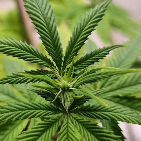 Tropicanna Banana growlog timeline photo