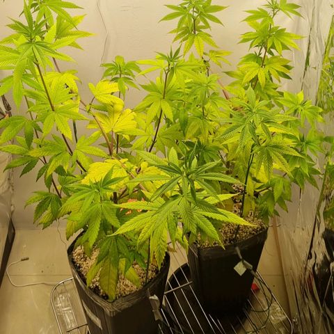 Tropicanna Banana growlog timeline photo