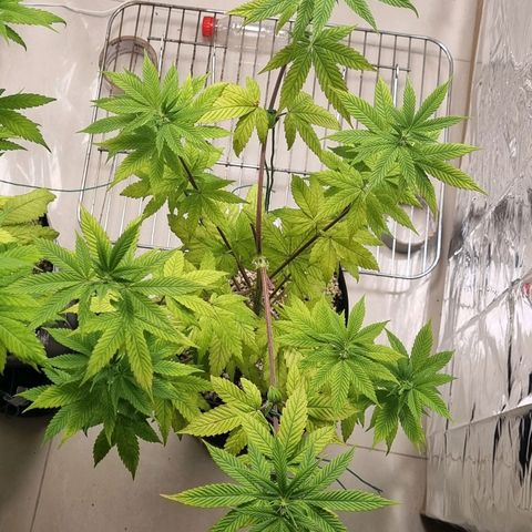 Tropicanna Banana growlog timeline photo