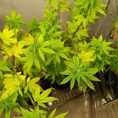 Tropicanna Banana growlog timeline photo