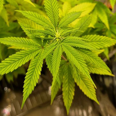 Tropicanna Banana growlog timeline photo