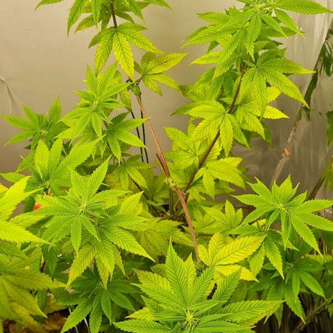 Tropicanna Banana growlog timeline photo