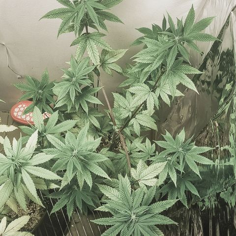 Tropicanna Banana growlog timeline photo