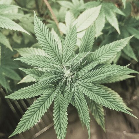 Tropicanna Banana growlog timeline photo