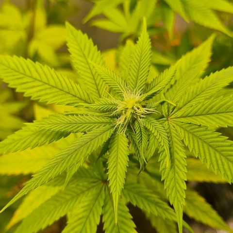 Tropicanna Banana growlog timeline photo