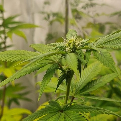 Tropicanna Banana growlog timeline photo