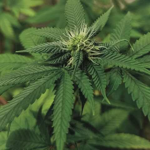 Tropicanna Banana growlog timeline photo