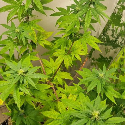 Tropicanna Banana growlog timeline photo