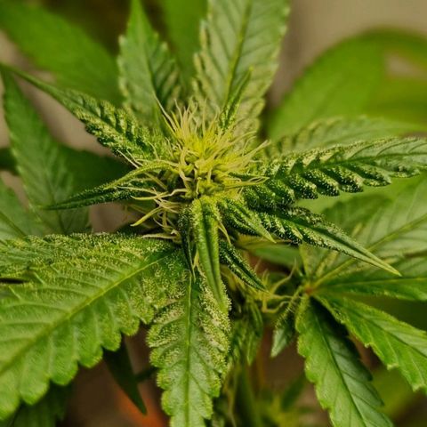 Tropicanna Banana growlog timeline photo