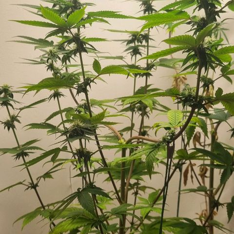 Tropicanna Banana growlog timeline photo