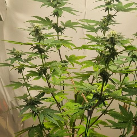 Tropicanna Banana growlog timeline photo