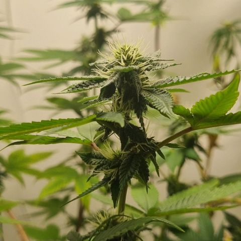 Tropicanna Banana growlog timeline photo