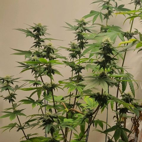 Tropicanna Banana growlog timeline photo