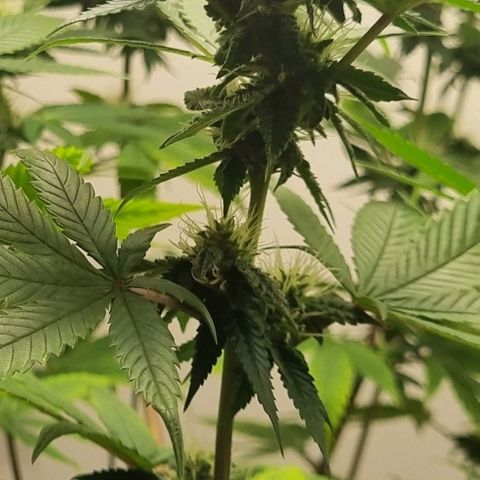 Tropicanna Banana growlog timeline photo