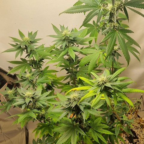 Tropicanna Banana growlog timeline photo