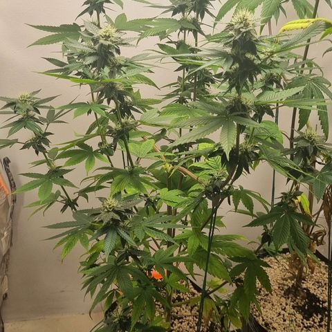 Tropicanna Banana growlog timeline photo