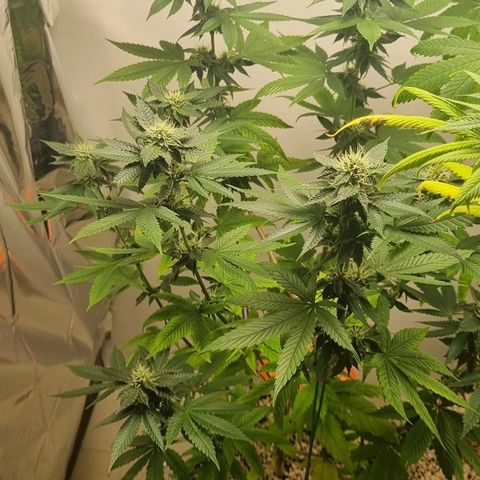 Tropicanna Banana growlog timeline photo