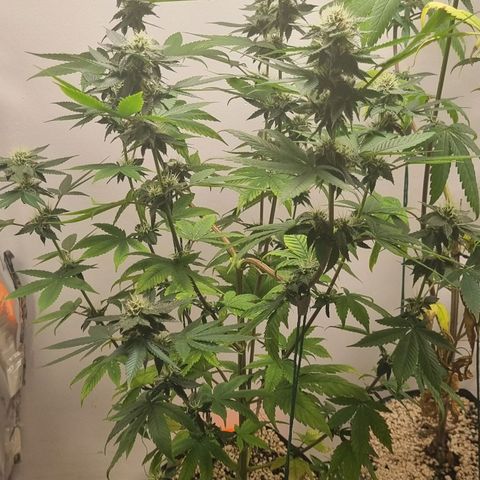 Tropicanna Banana growlog timeline photo