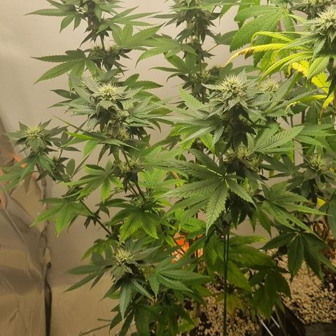 Tropicanna Banana growlog timeline photo