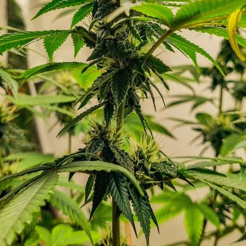 Tropicanna Banana growlog timeline photo