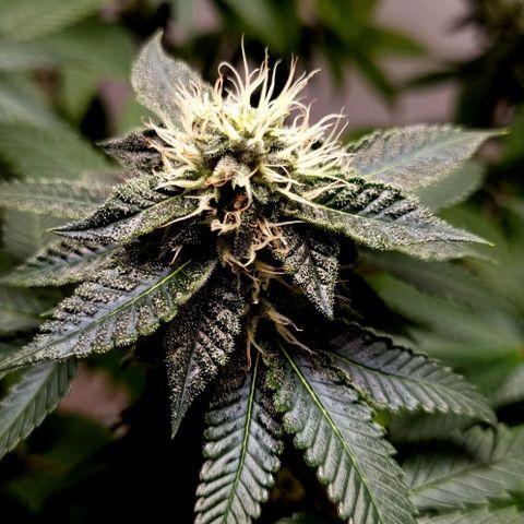 Tropicanna Banana growlog timeline photo