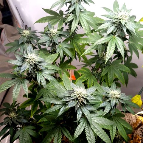 Tropicanna Banana growlog timeline photo