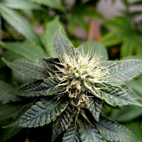 Tropicanna Banana growlog timeline photo