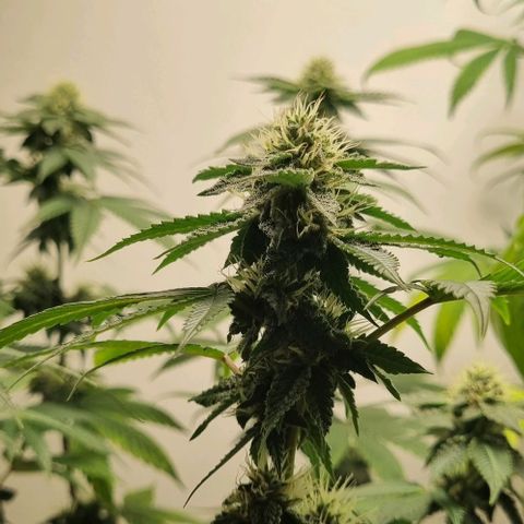 Tropicanna Banana growlog timeline photo