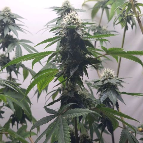 Tropicanna Banana growlog timeline photo