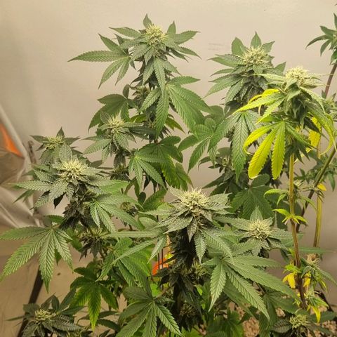 Tropicanna Banana growlog timeline photo