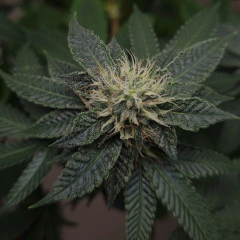 Tropicanna Banana growlog timeline photo