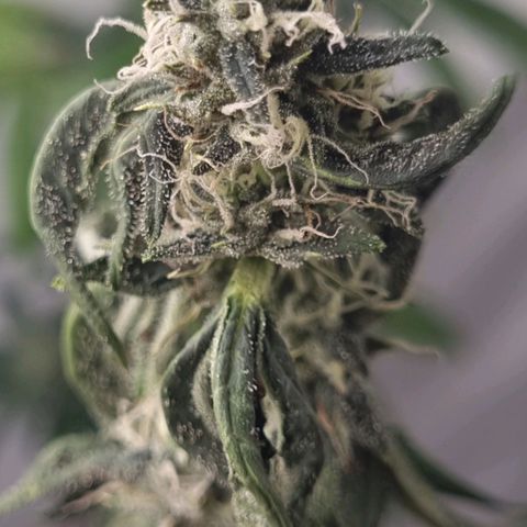 Tropicanna Banana growlog timeline photo