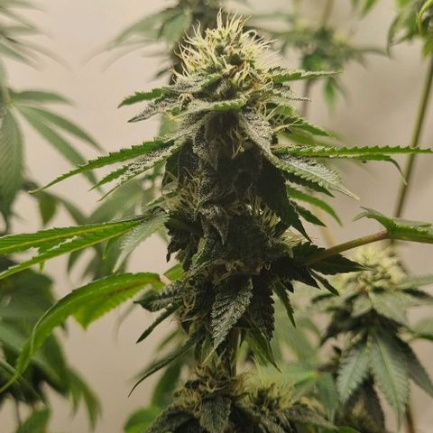 Tropicanna Banana growlog timeline photo