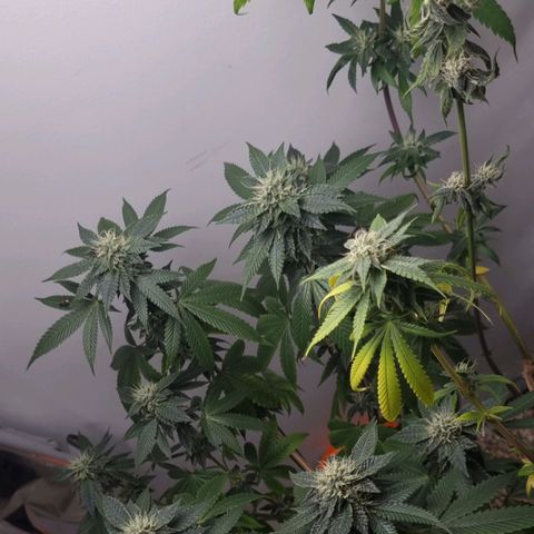 Tropicanna Banana growlog timeline photo