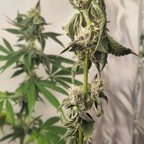 Tropicanna Banana growlog timeline photo