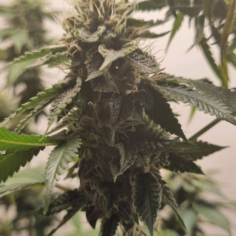 Tropicanna Banana growlog timeline photo