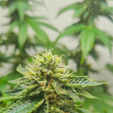 Tropicanna Banana growlog timeline photo