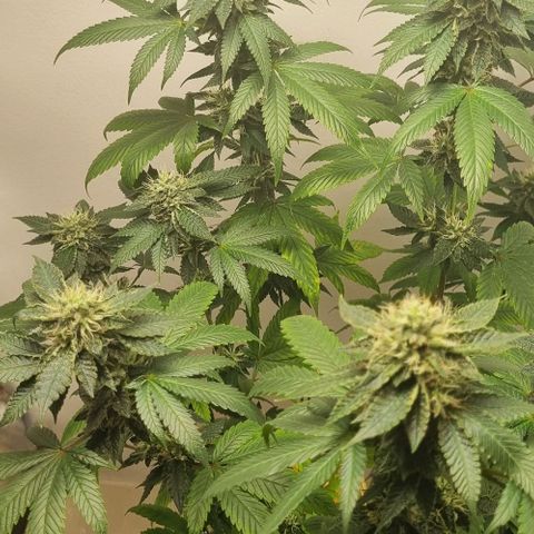 Tropicanna Banana growlog timeline photo