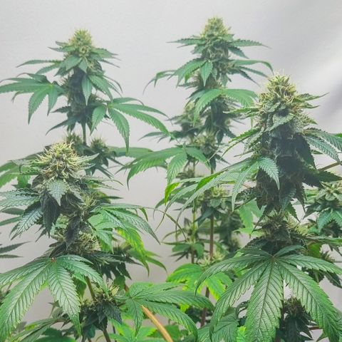 Tropicanna Banana growlog timeline photo