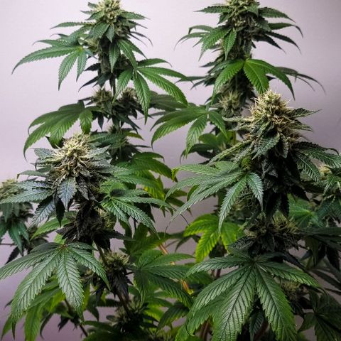 Tropicanna Banana growlog timeline photo