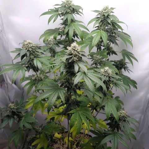 Tropicanna Banana growlog timeline photo