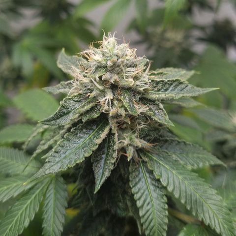 Tropicanna Banana growlog timeline photo