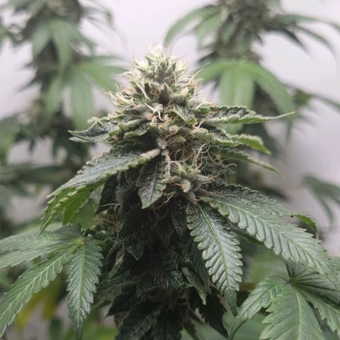 Tropicanna Banana growlog timeline photo