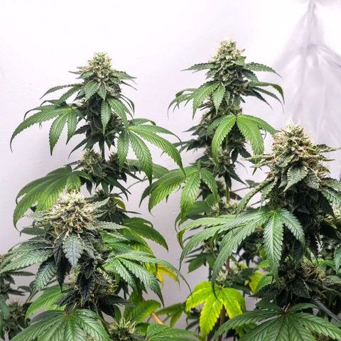 Tropicanna Banana growlog timeline photo