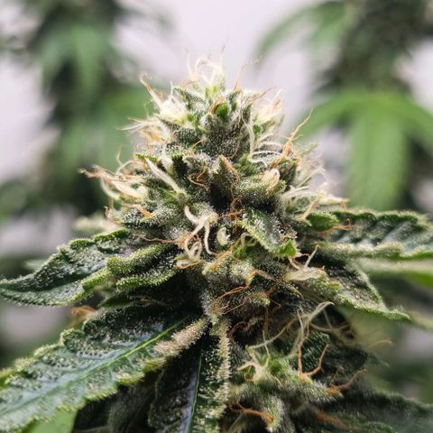 Tropicanna Banana growlog timeline photo