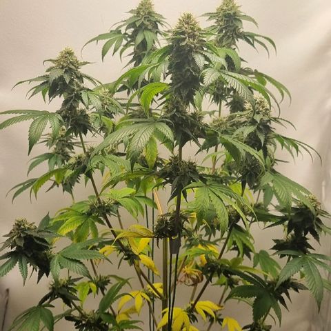 Tropicanna Banana growlog timeline photo