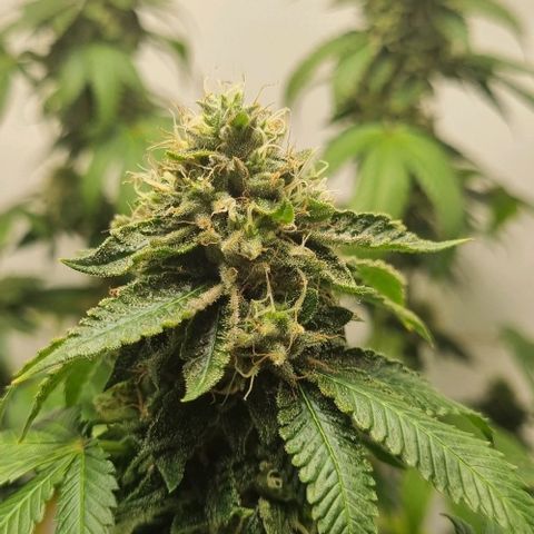 Tropicanna Banana growlog timeline photo