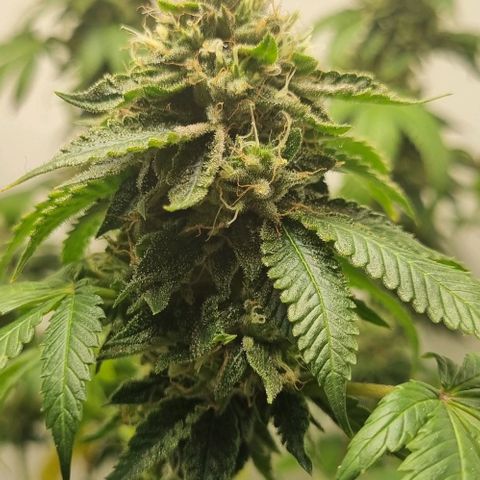 Tropicanna Banana growlog timeline photo