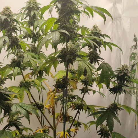 Tropicanna Banana growlog timeline photo